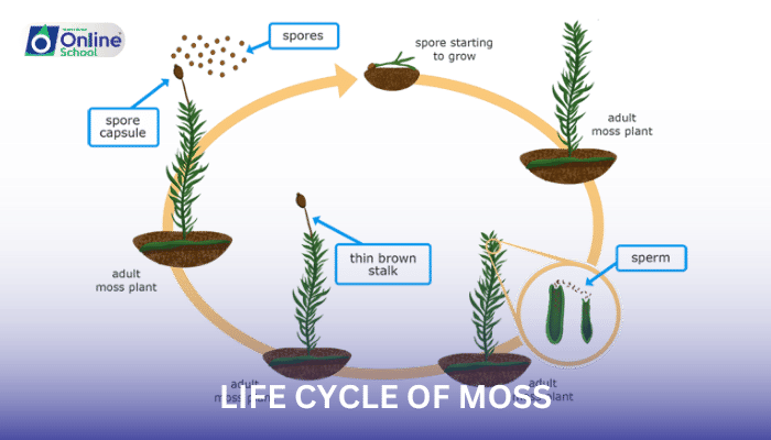 Lesson 04: Life Cycle of Moss